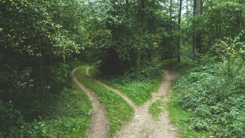 A forest path splitting into two roads